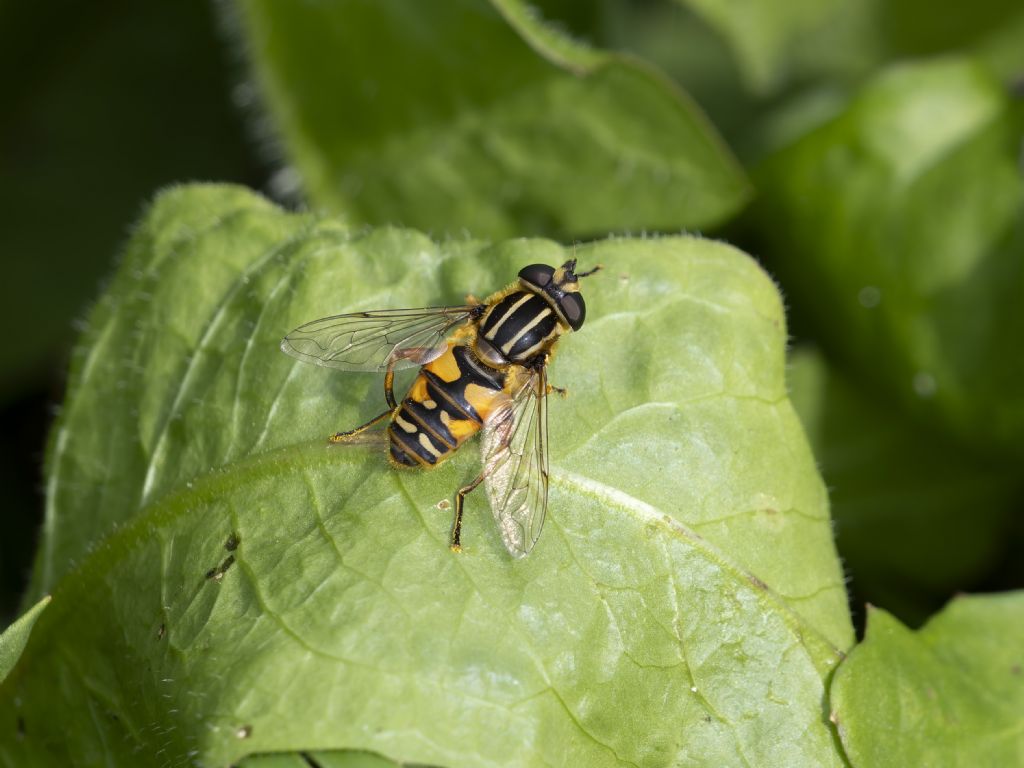 Sirfide da identificare